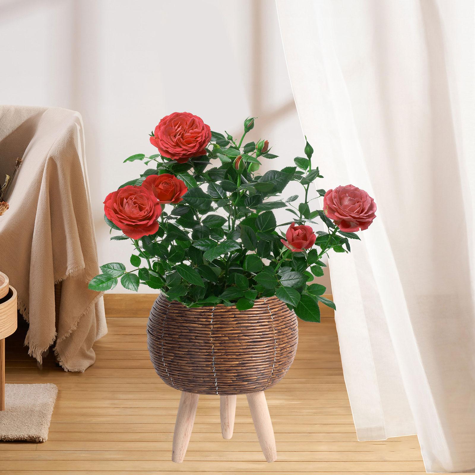 Tkany kosz z podstawką, organi – Home Decor Rattan recenzja i cena